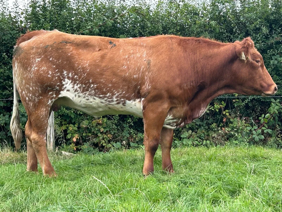 In Calf heifers - Image 3