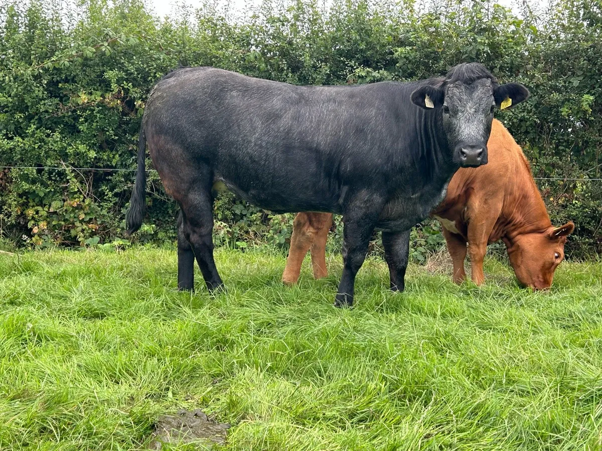 In Calf heifers - Image 2