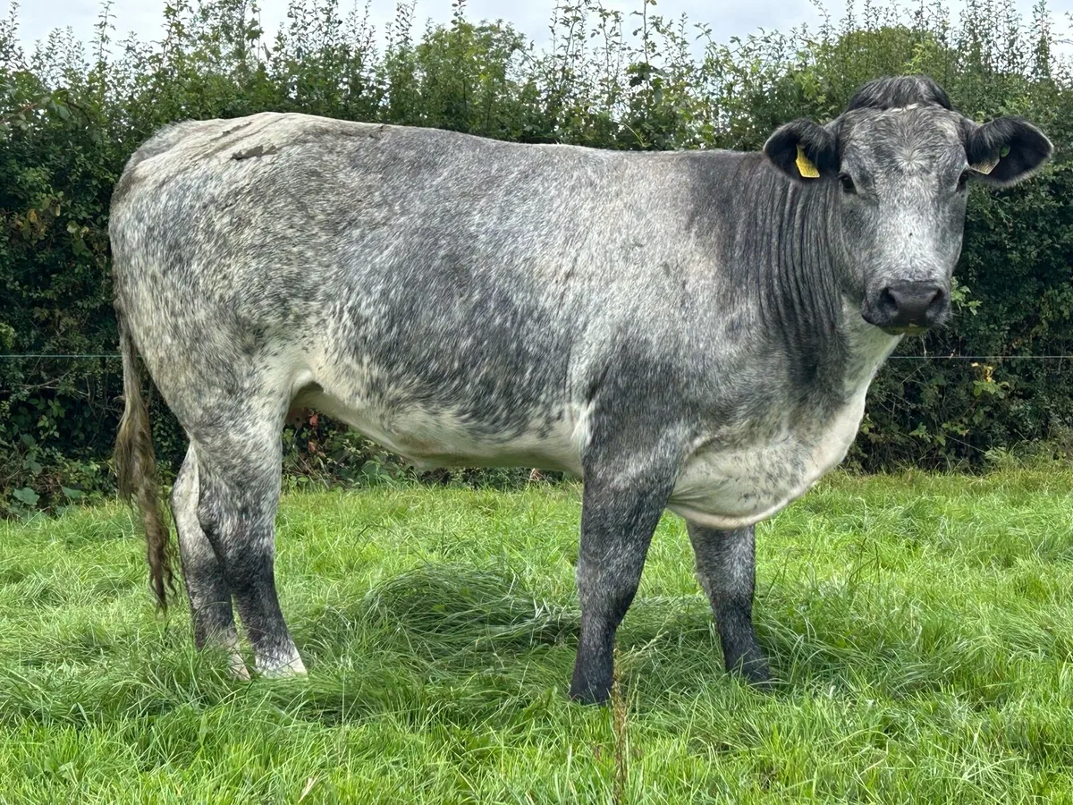 In Calf heifers - Image 4