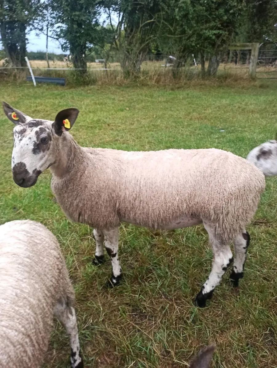 Bluefaced Leicester Rams - Image 2