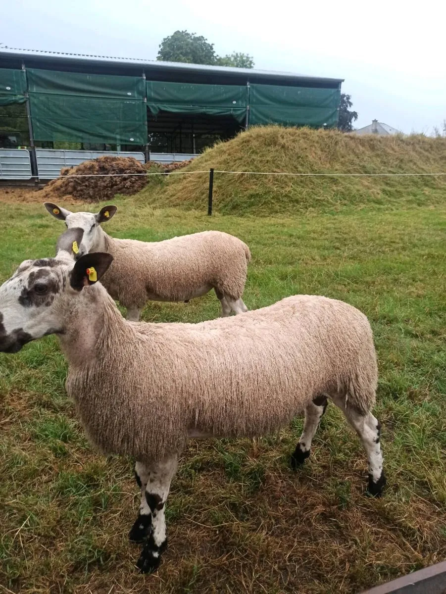 Bluefaced Leicester Rams - Image 3