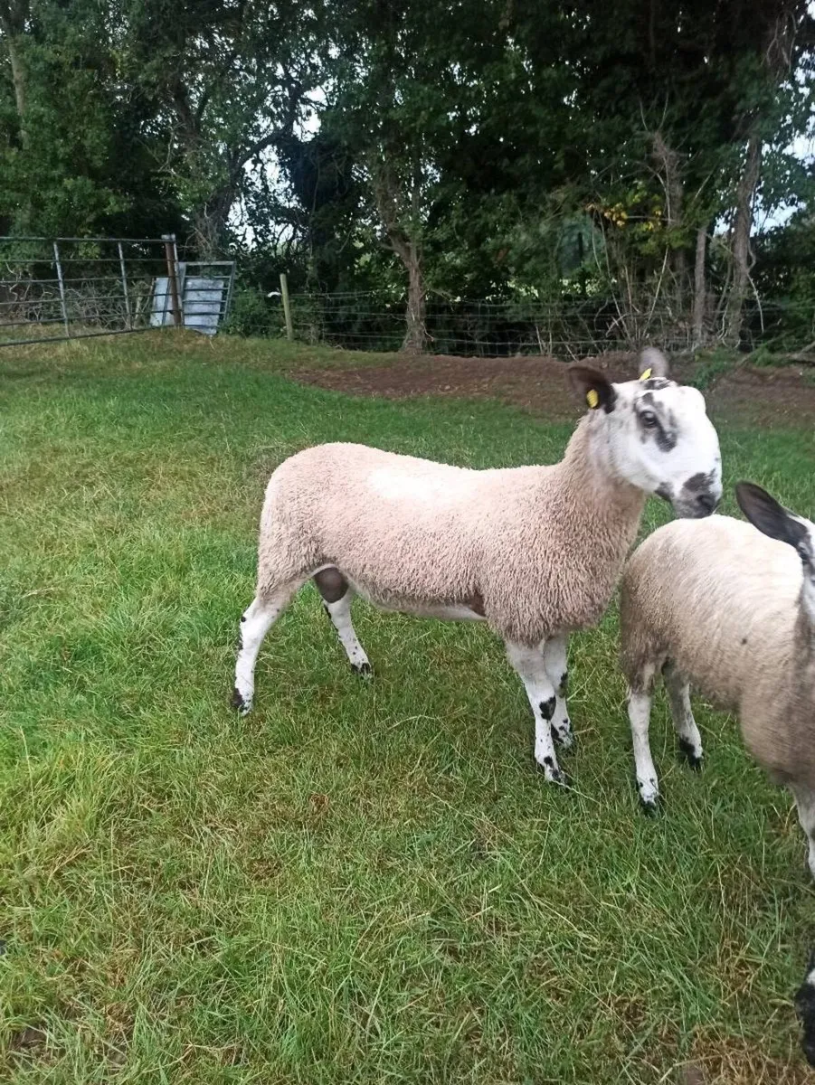 Bluefaced Leicester Rams - Image 1