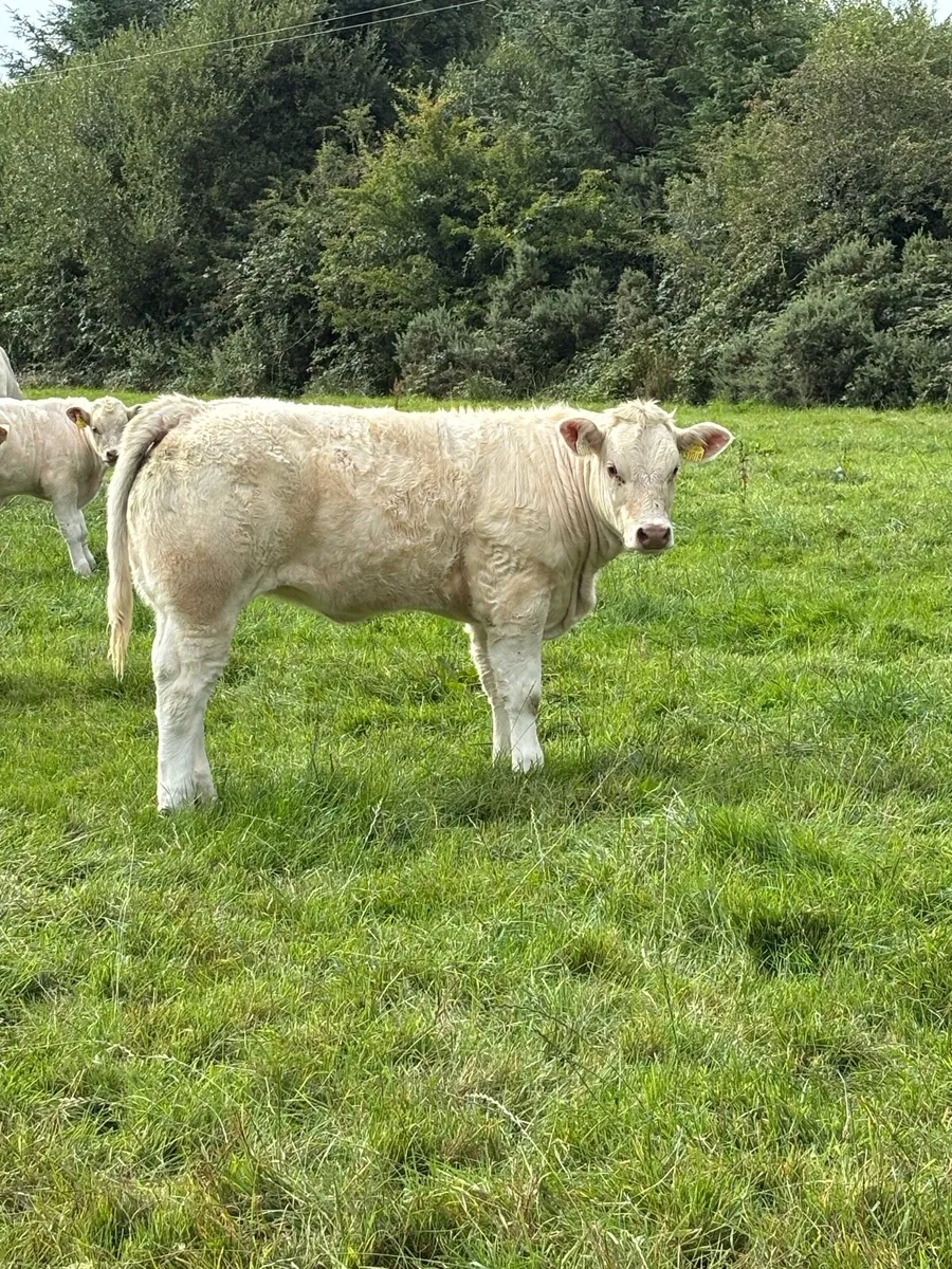 5 Star Pedigree Charolais Heifer - Image 1