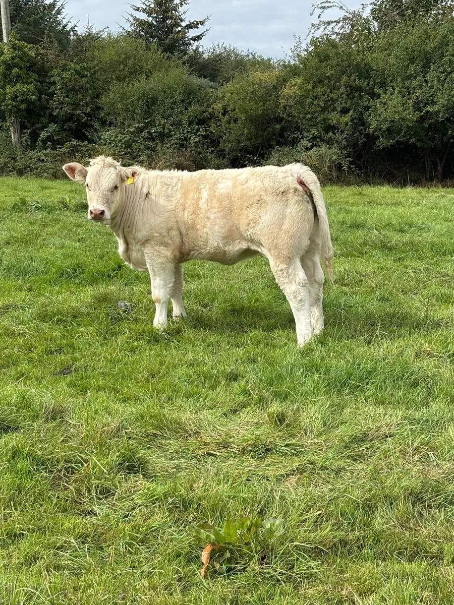 5 Star Pedigree Charolais Heifer - Image 2
