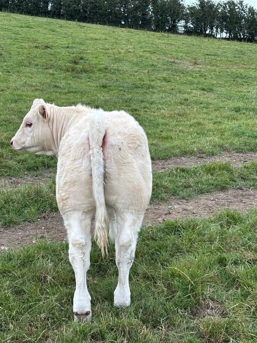 5 Star Pedigree Charolais Heifer - Image 4