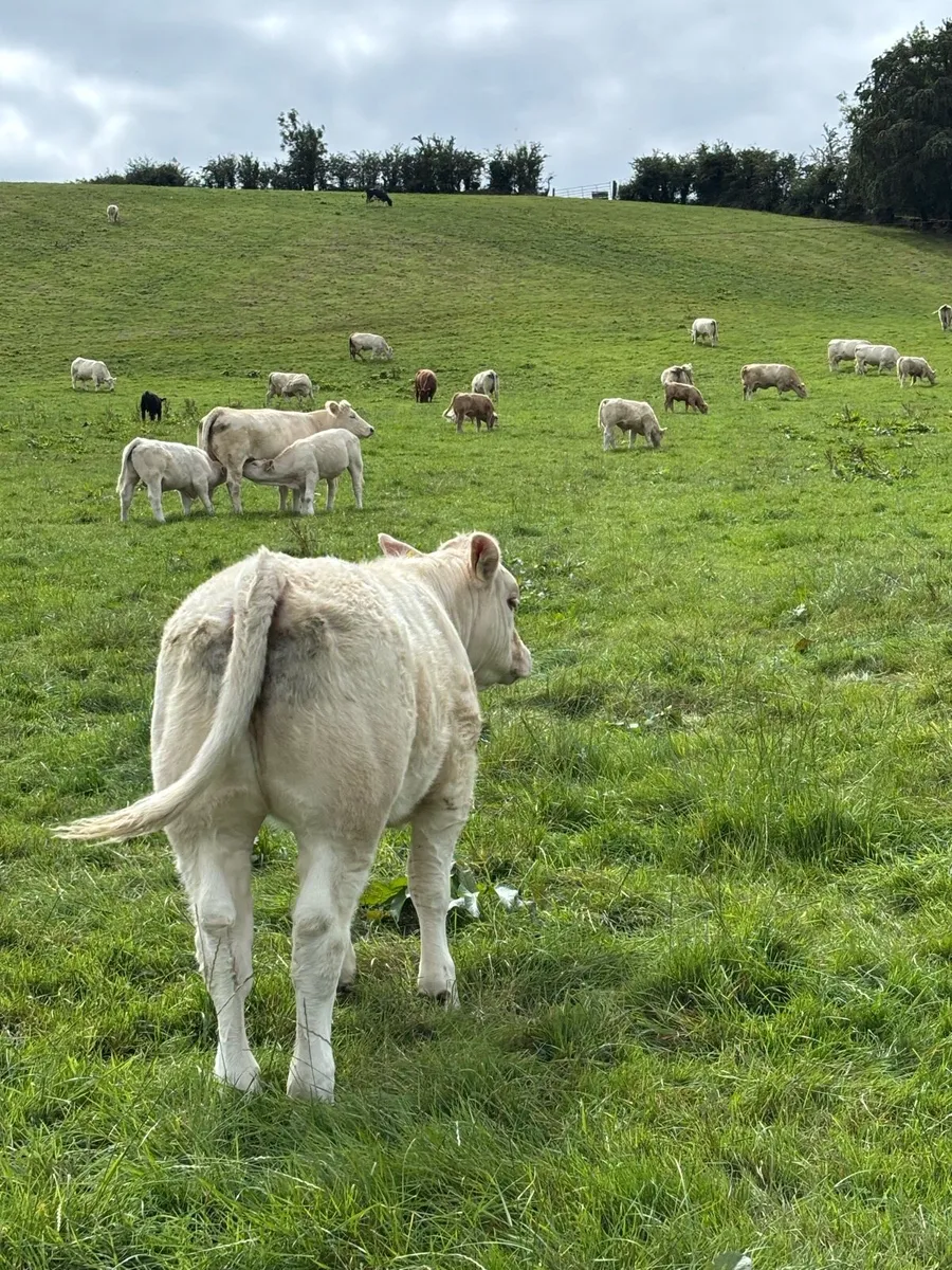 5 Star Pedigree Charolais Heifer - Image 3