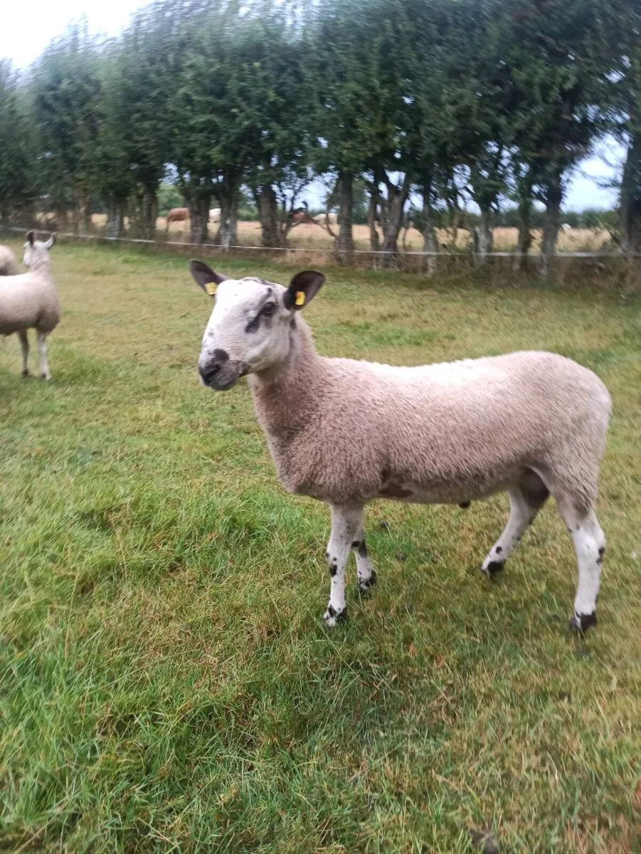 Bluefaced Leicester Rams - Image 4