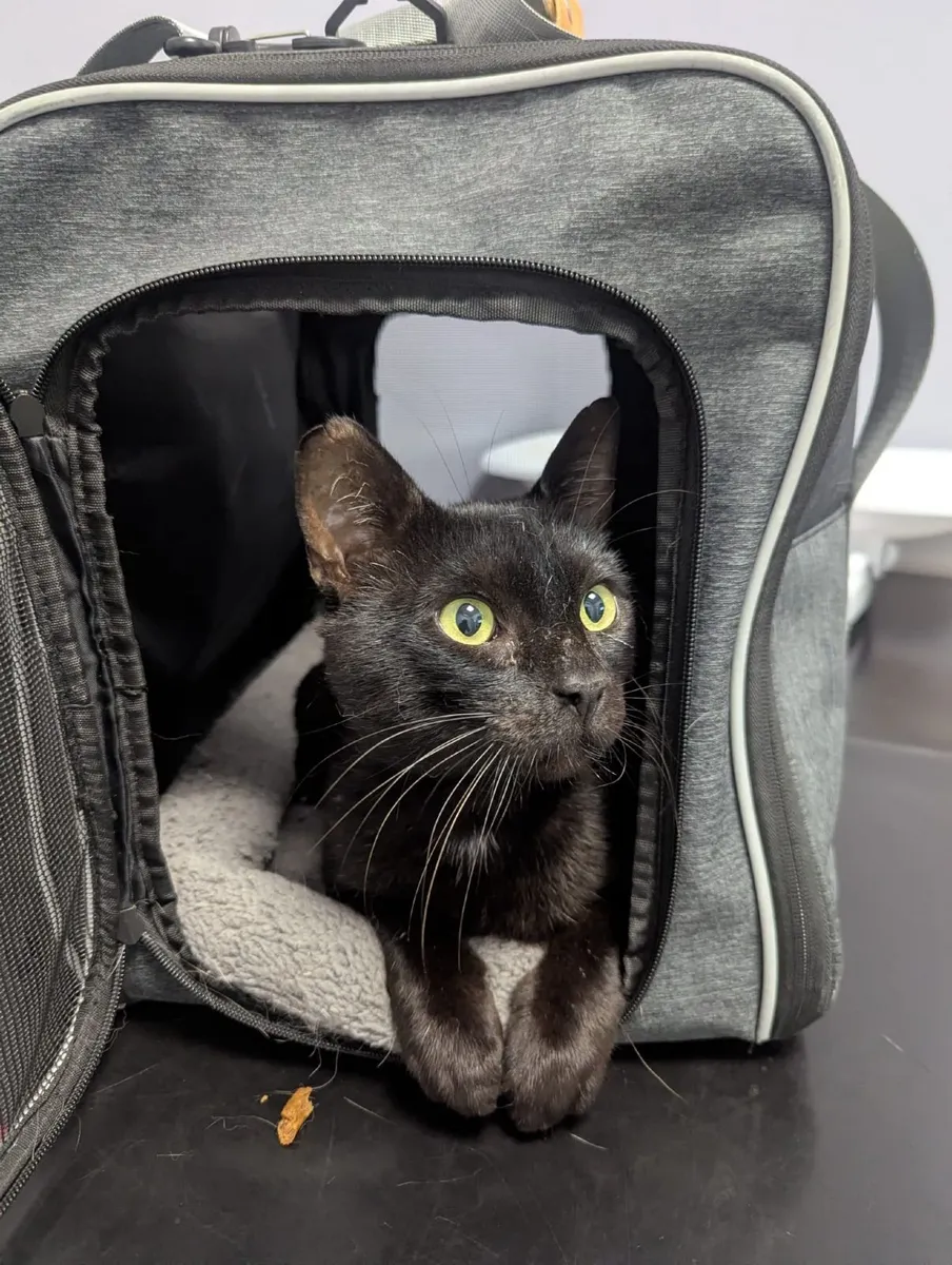 Chatty Gentleman Looking for His Forever Home - Image 2