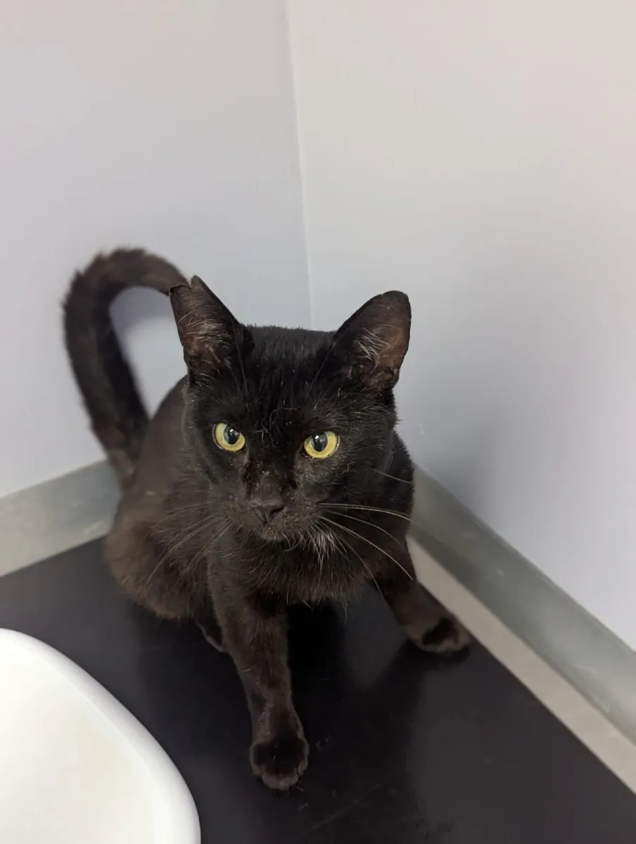 Chatty Gentleman Looking for His Forever Home - Image 3