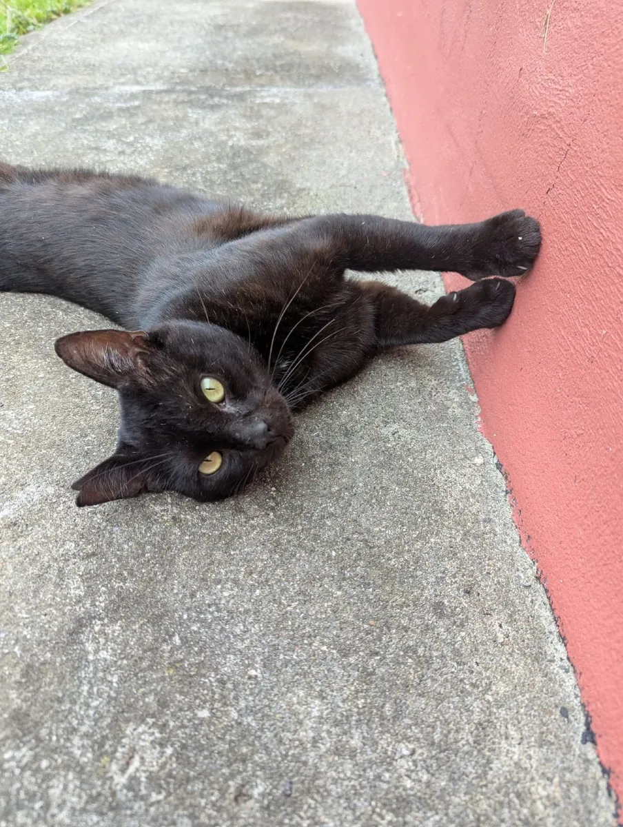 Chatty Gentleman Looking for His Forever Home - Image 4