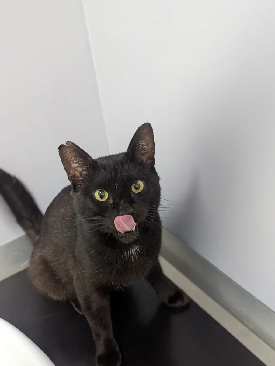 Chatty Gentleman Looking for His Forever Home - Image 1