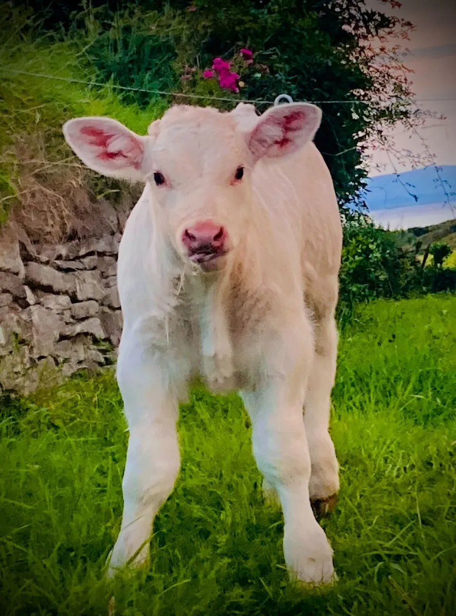 🐂 CHARO BULLS | TOP GENETICS - Image 3