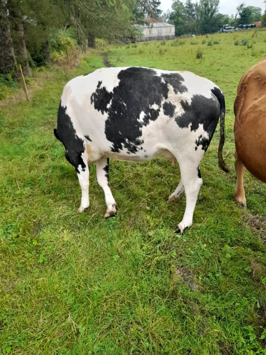 Cow and calf - Image 1
