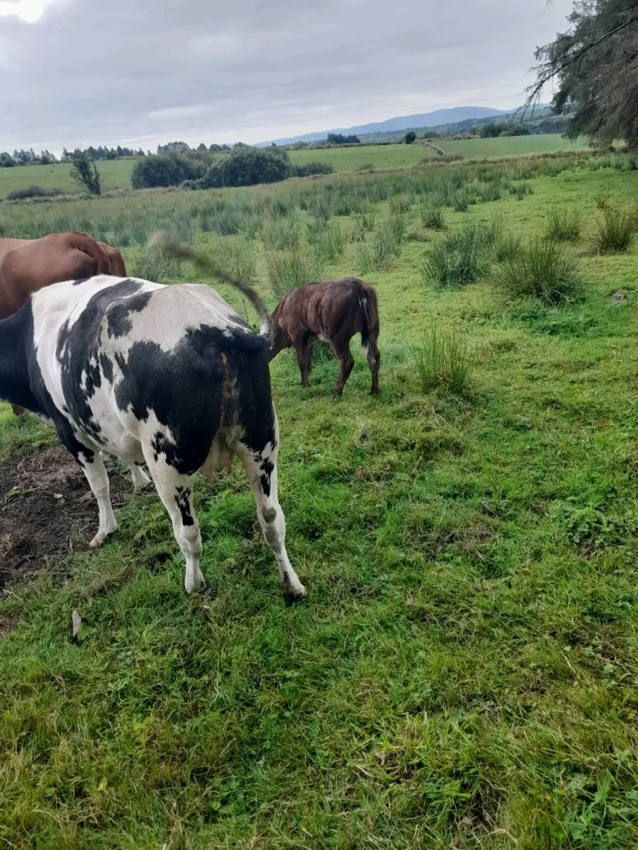 Cow and calf - Image 2