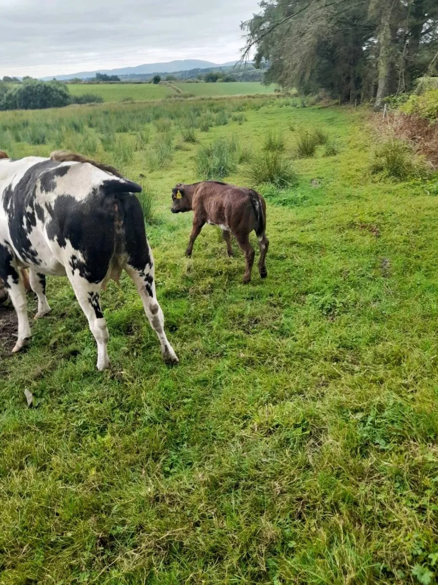 Cow and calf - Image 3