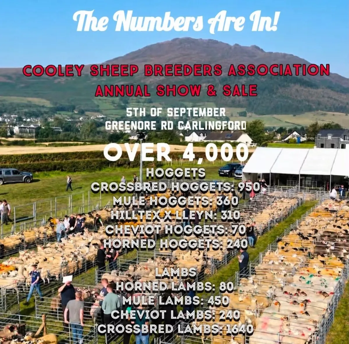 Cooley sheep breeders annual show and sale - Image 2