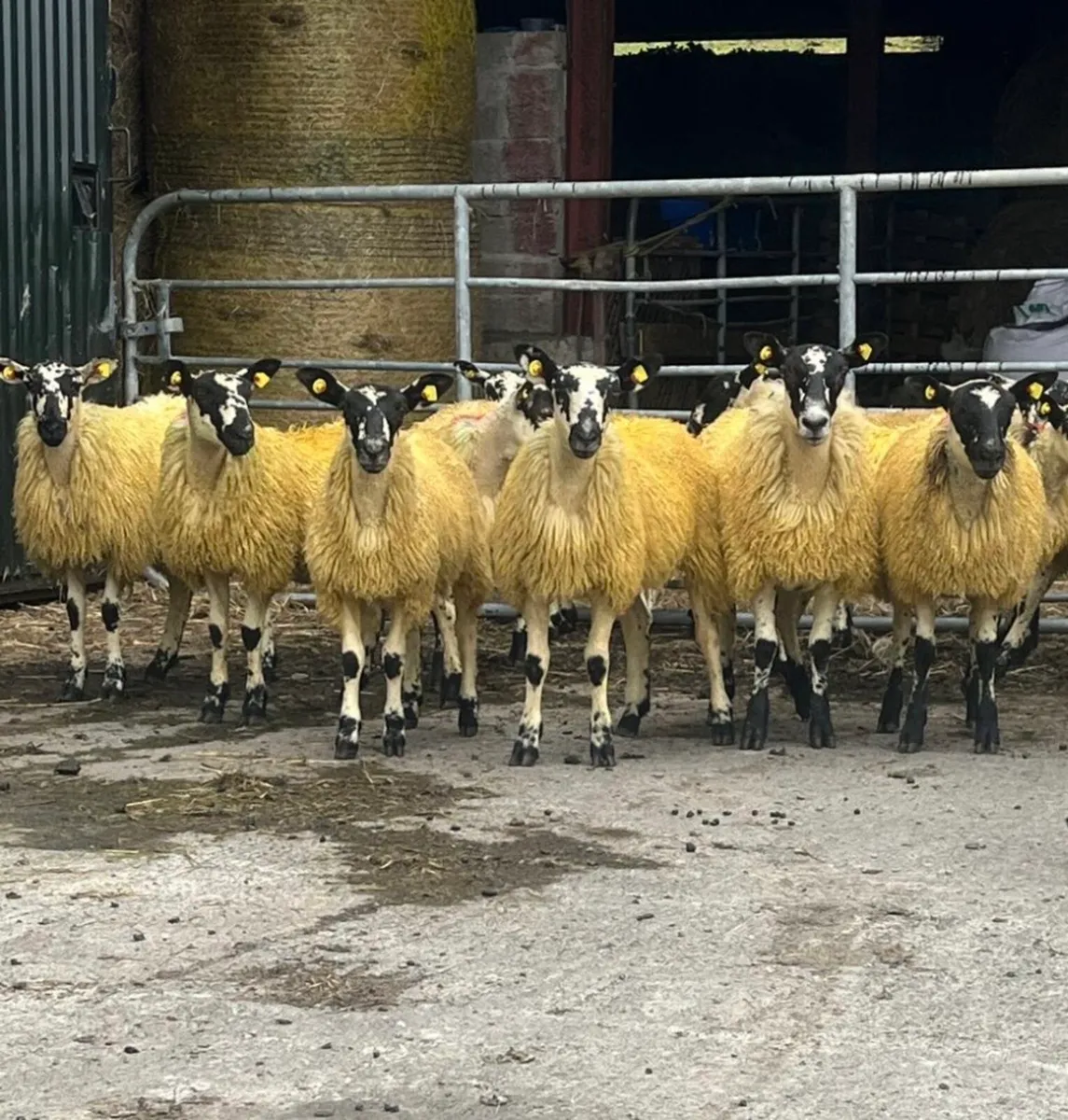 Cooley sheep breeders annual show and sale - Image 1