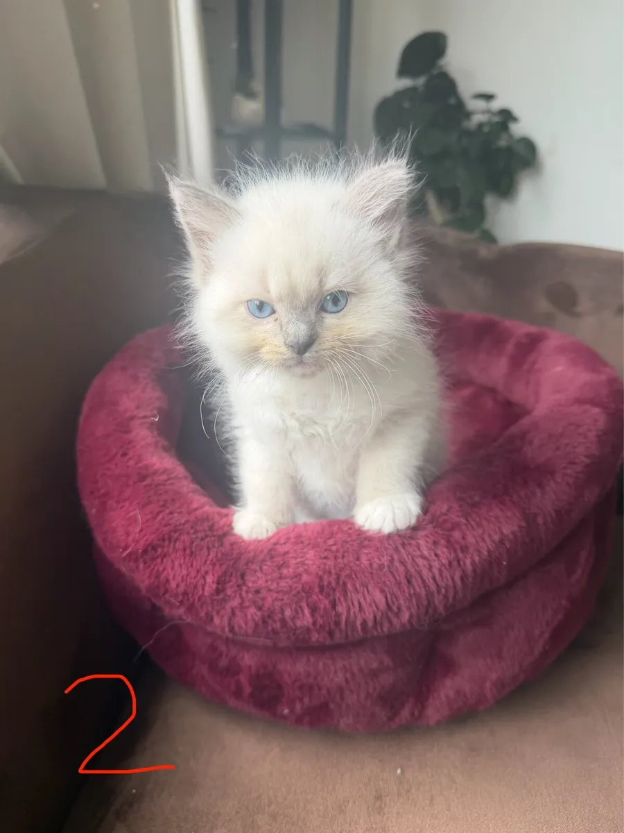 🐾 Beautiful Purebred Ragdoll Kittens - Image 2
