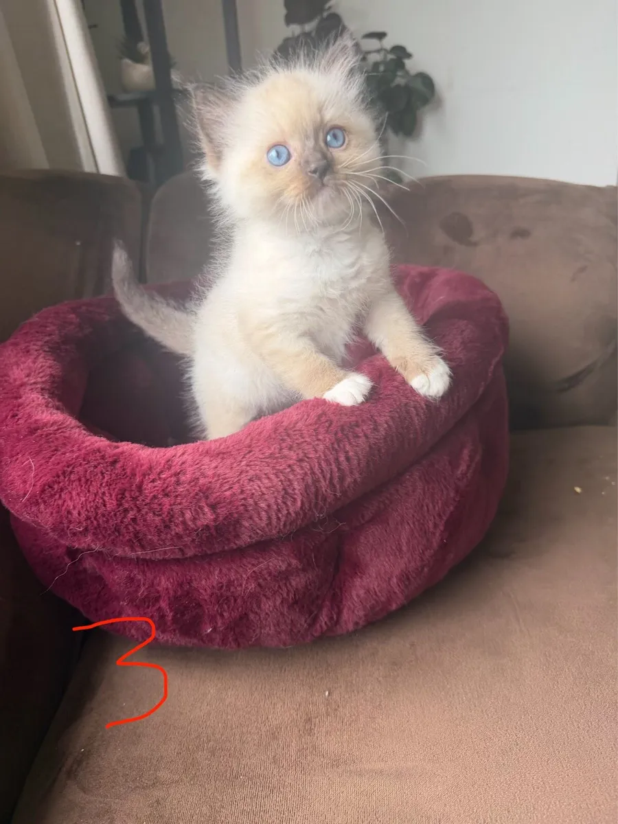 🐾 Beautiful Purebred Ragdoll Kittens - Image 3