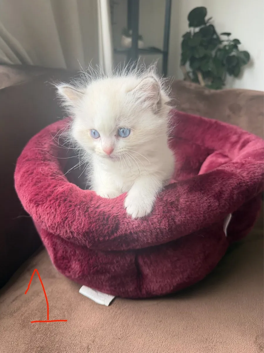 🐾 Beautiful Purebred Ragdoll Kittens - Image 1