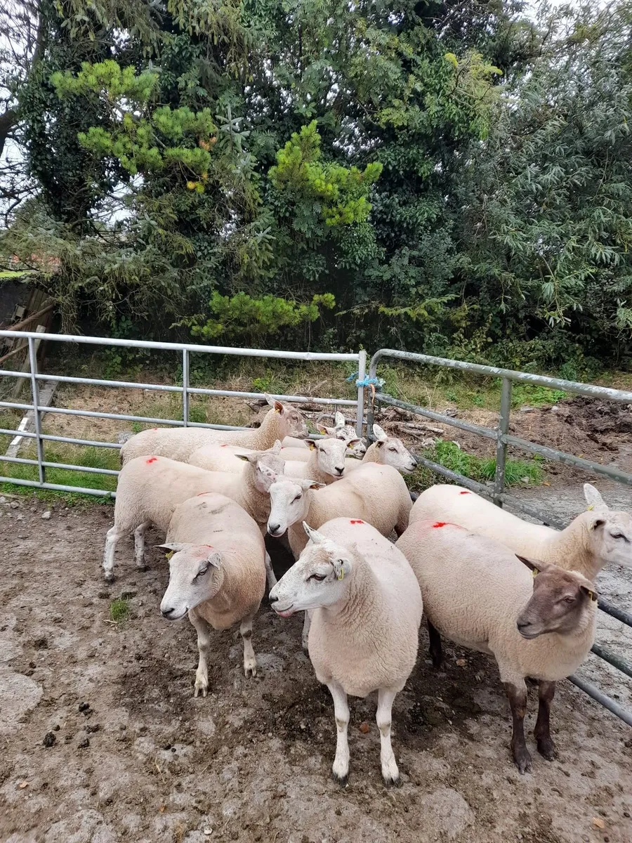 10 Texel × Charollais Hoggets