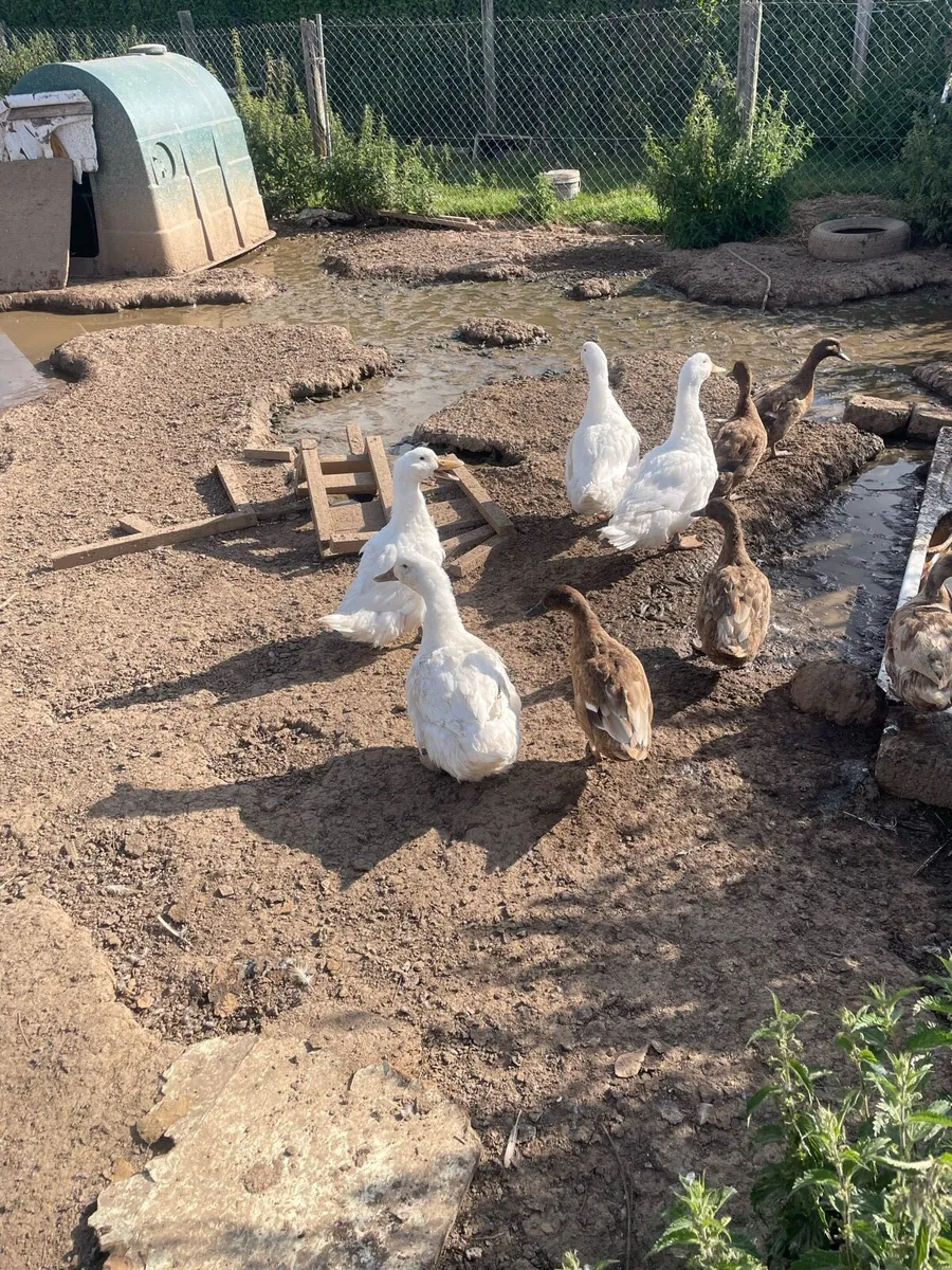 Khaki Campbell Ducks