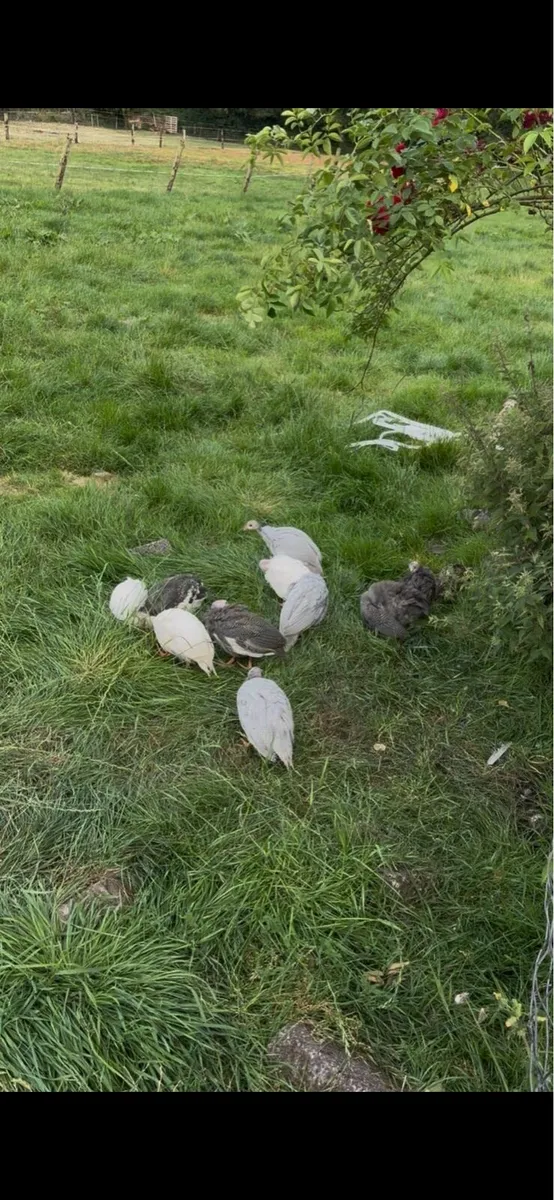 Guinea fowl