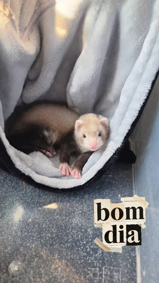 Ferret - Image 1
