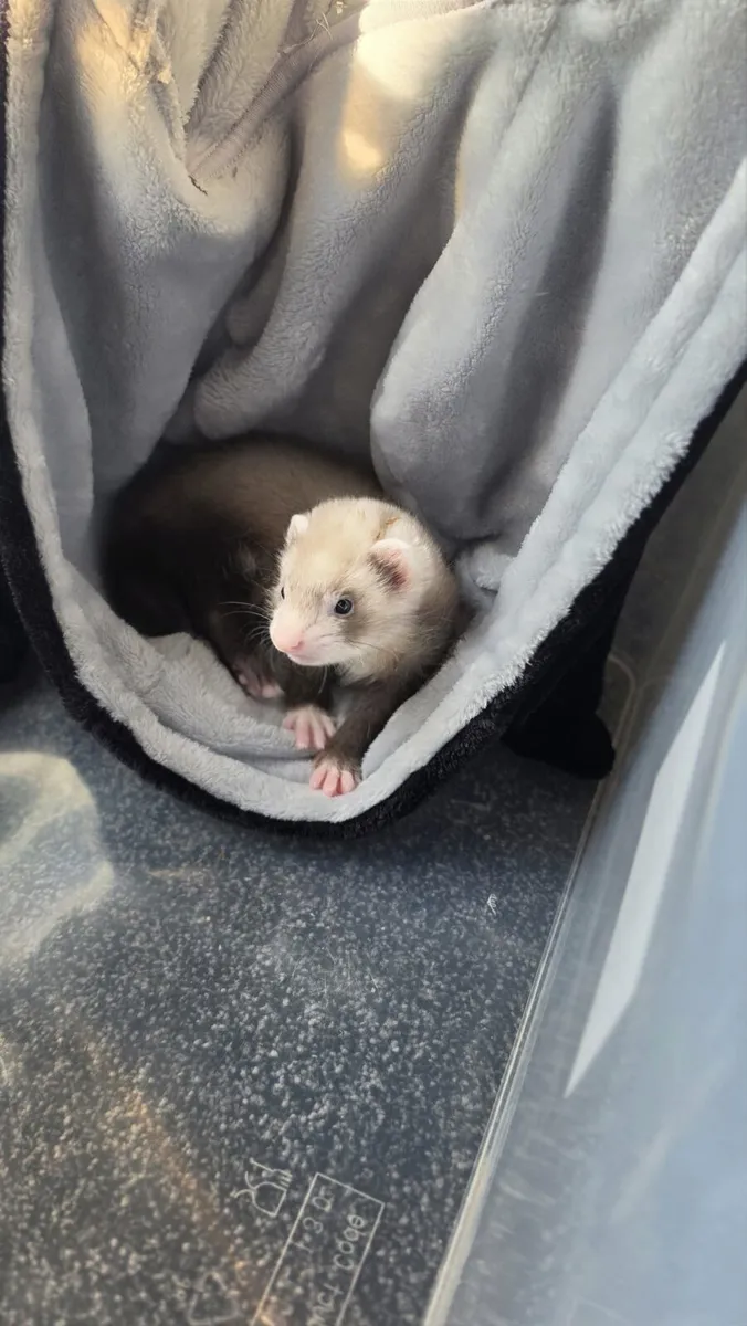 Ferret - Image 2