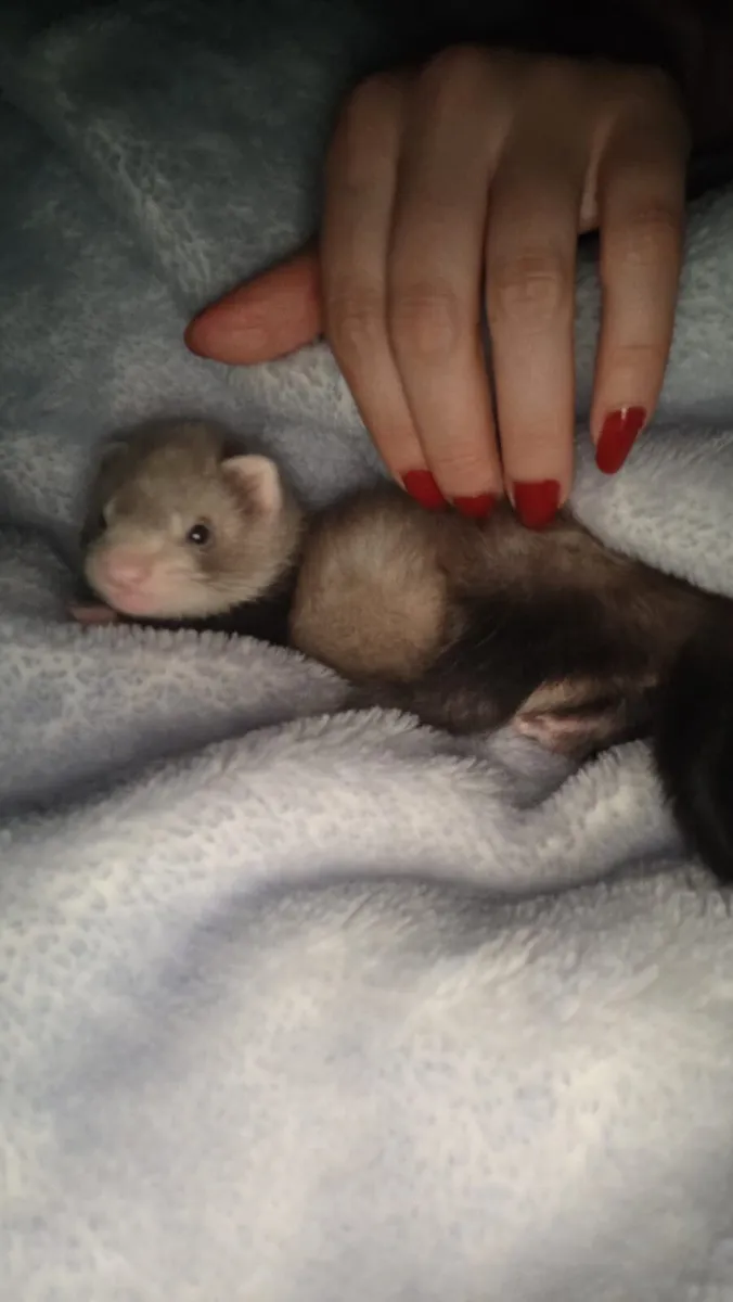 Ferret - Image 3