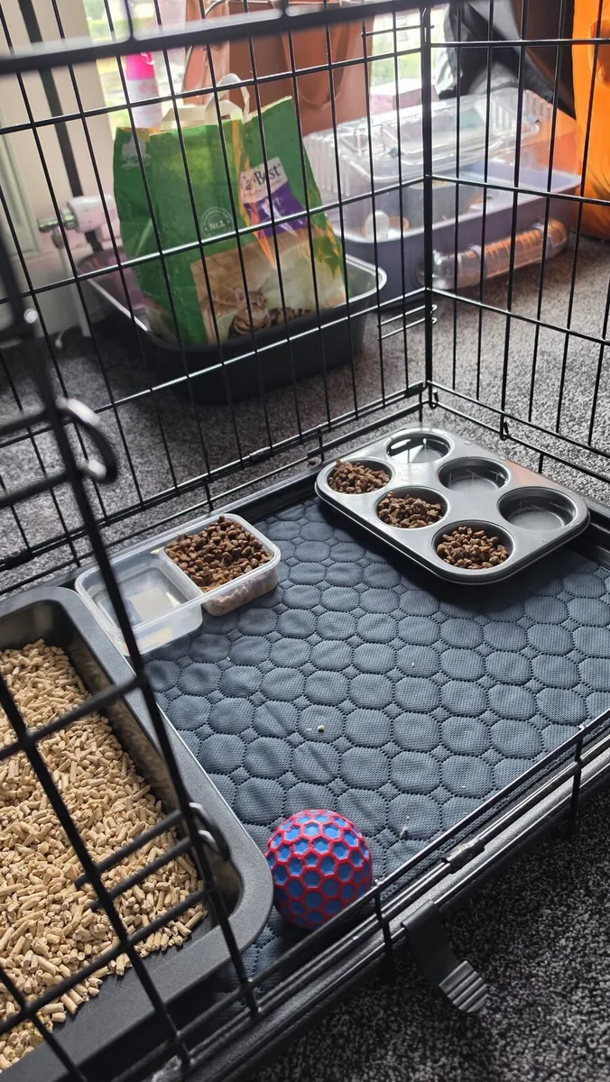 Ferret - Image 4
