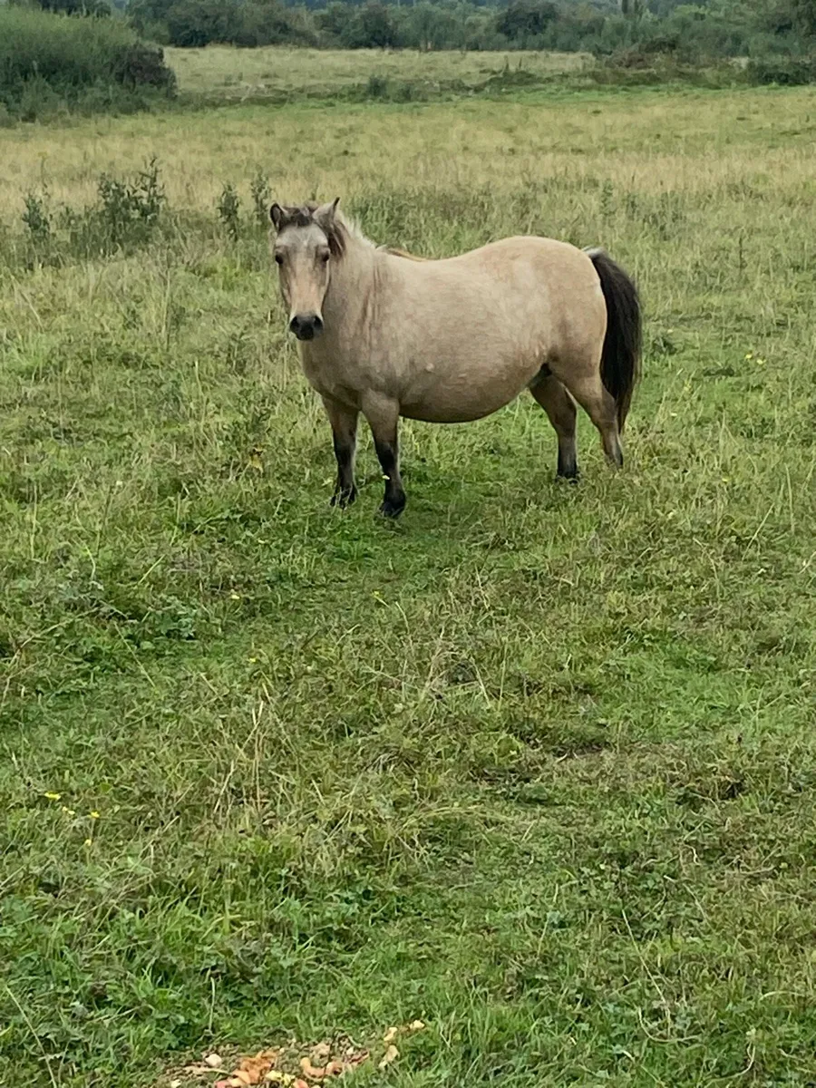 Shetland mares and foals - Image 1