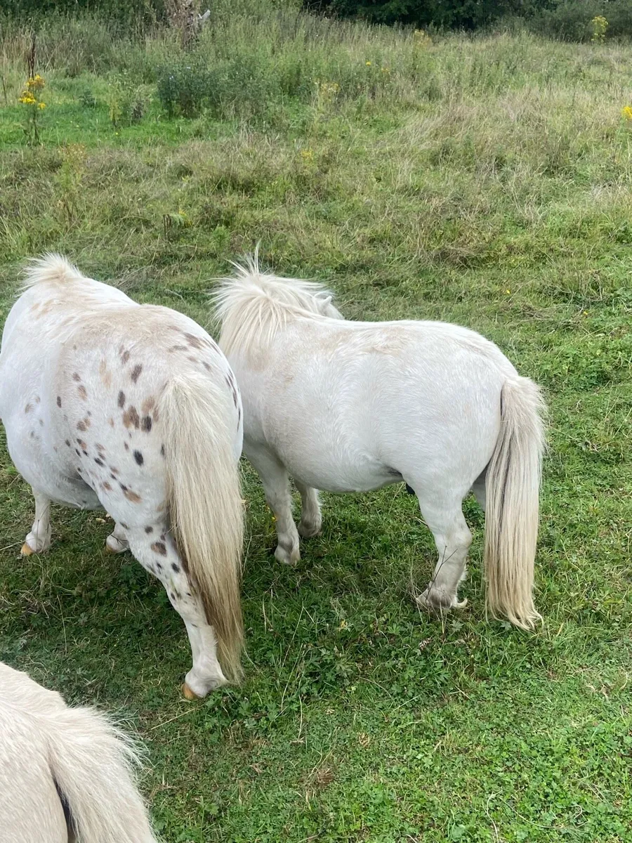Shetland mares and foals - Image 3