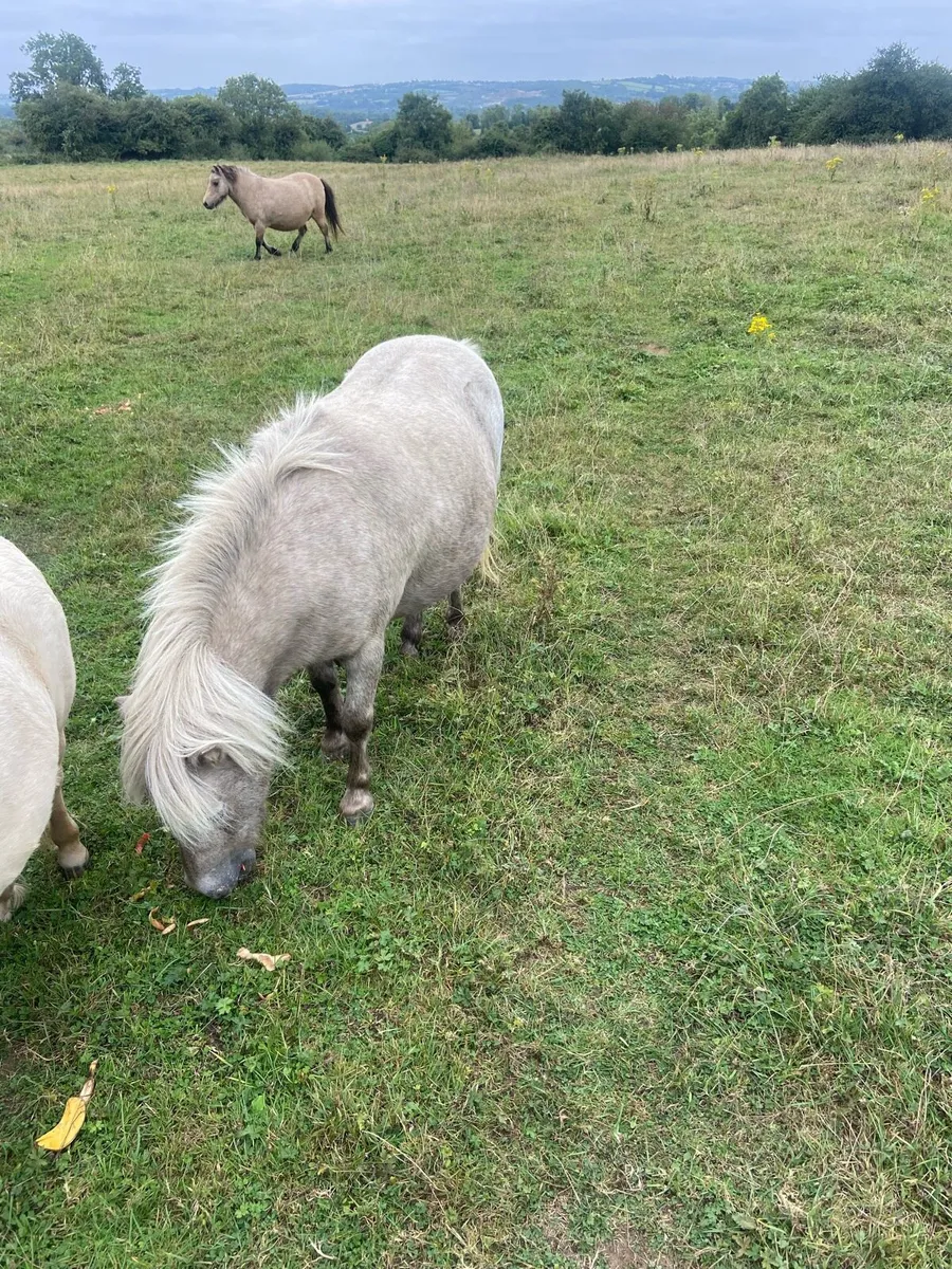 Shetland mares and foals - Image 4