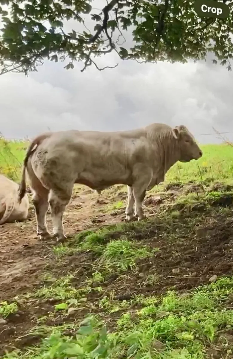 🐂 CHARO BULLS | TOP GENETICS - Image 4
