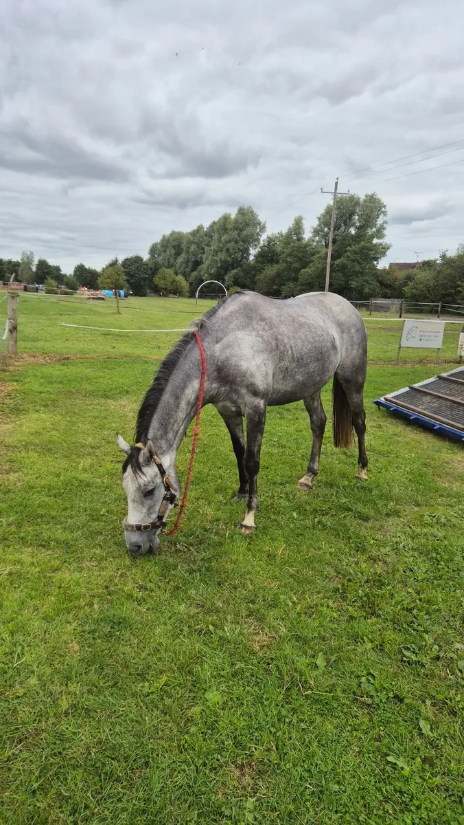 Horse - Image 2