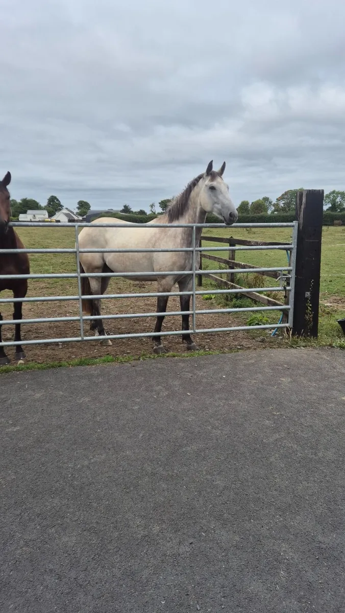 Connara cross 4 year old gelding - Image 2