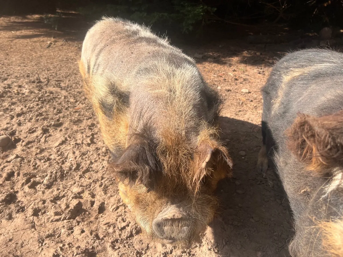 Pair of pet Kune kune pigs - Image 2