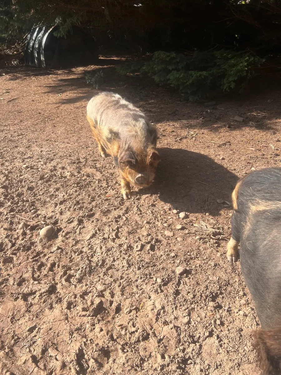Pair of pet Kune kune pigs - Image 3