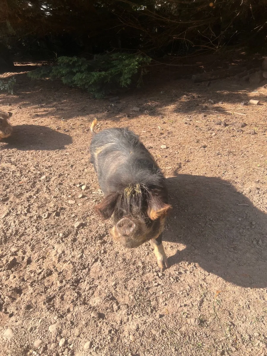 Pair of pet Kune kune pigs - Image 4