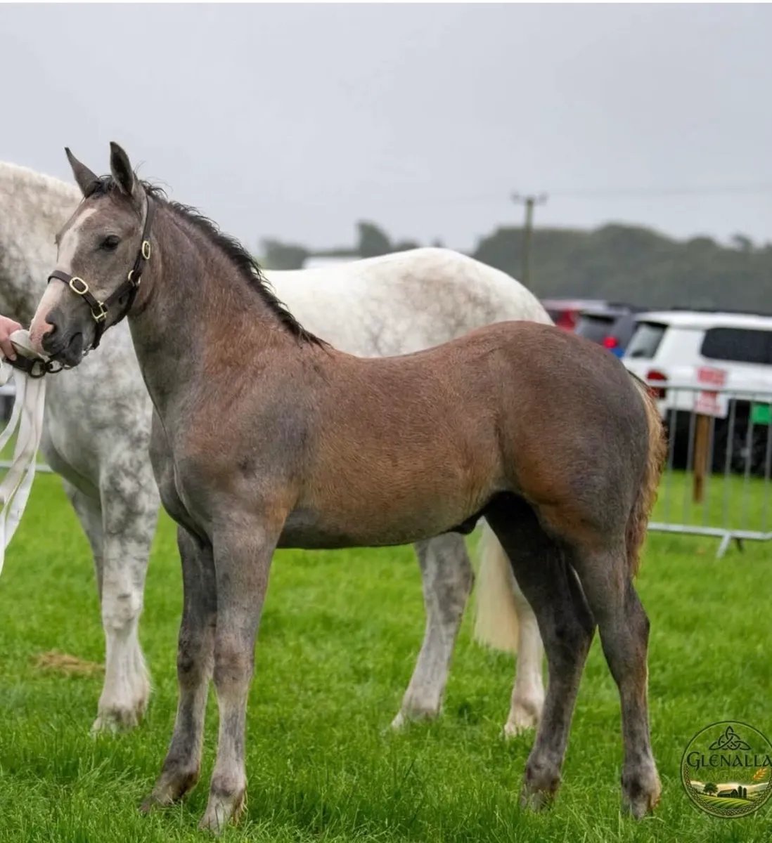 RID filly foal - Image 1