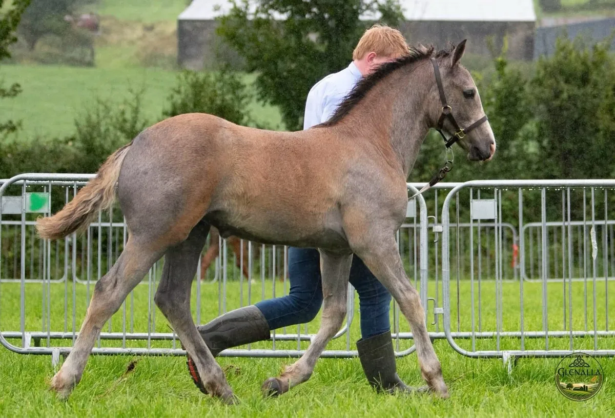 RID filly foal - Image 2