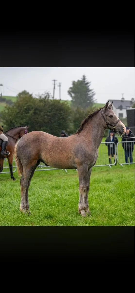 RID filly foal - Image 3