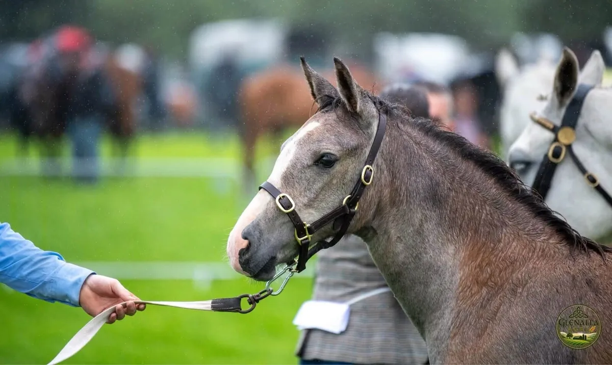 RID filly foal - Image 4
