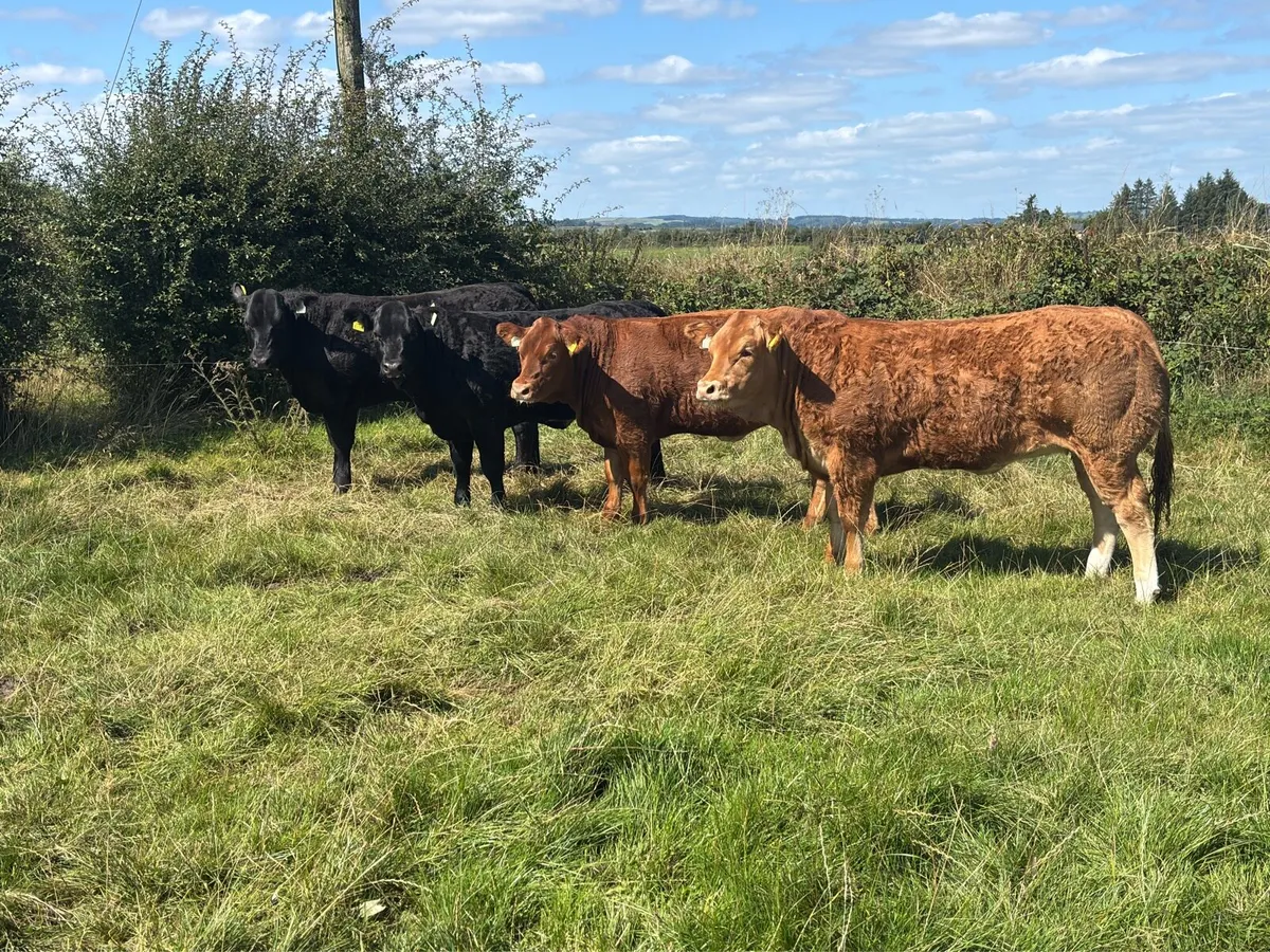 Show/Breeding Heifers - Image 1