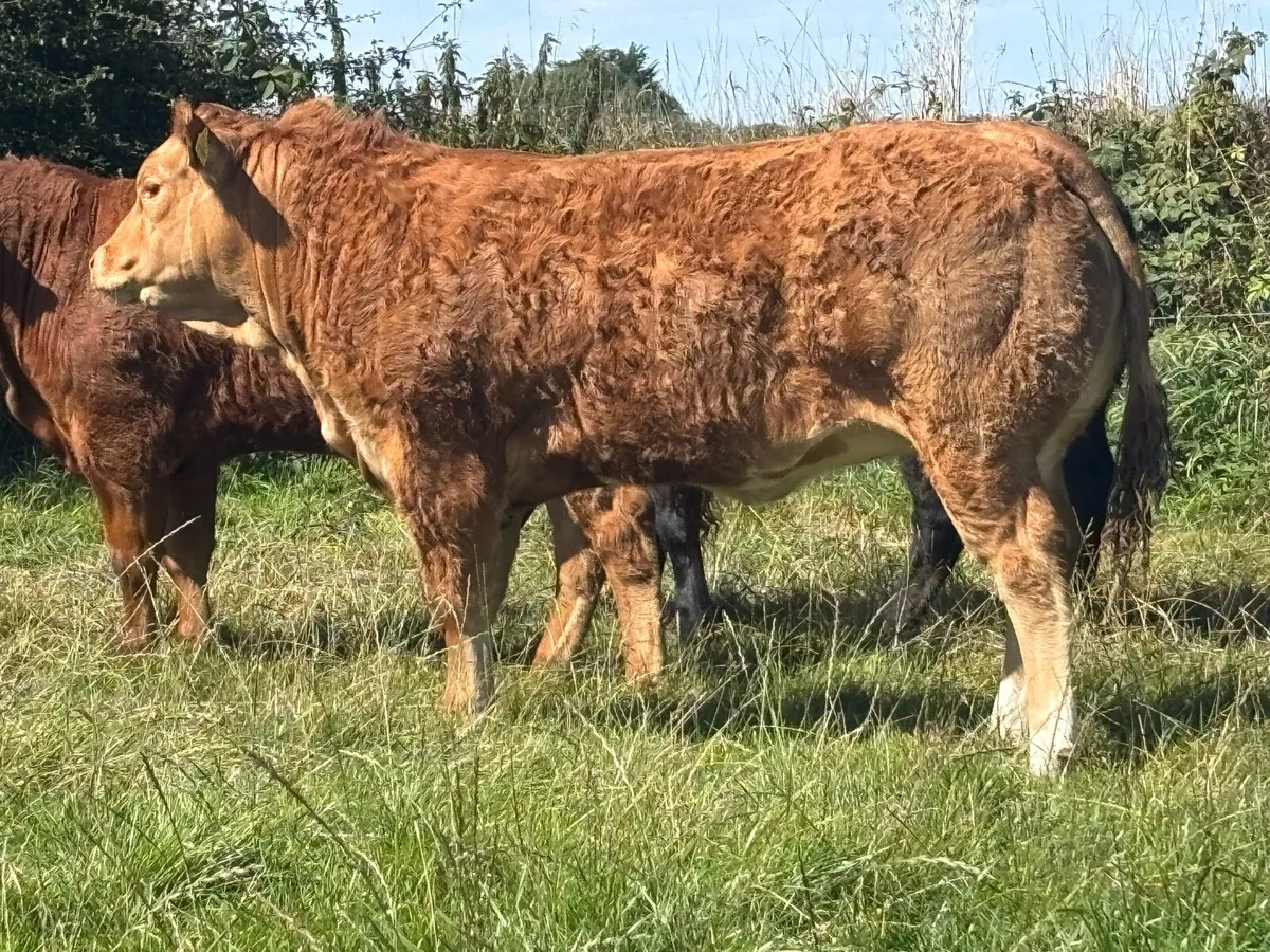 Show/Breeding Heifers - Image 2