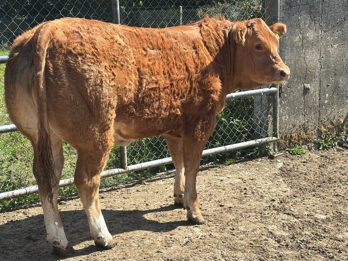 Show/Breeding Heifers - Image 3
