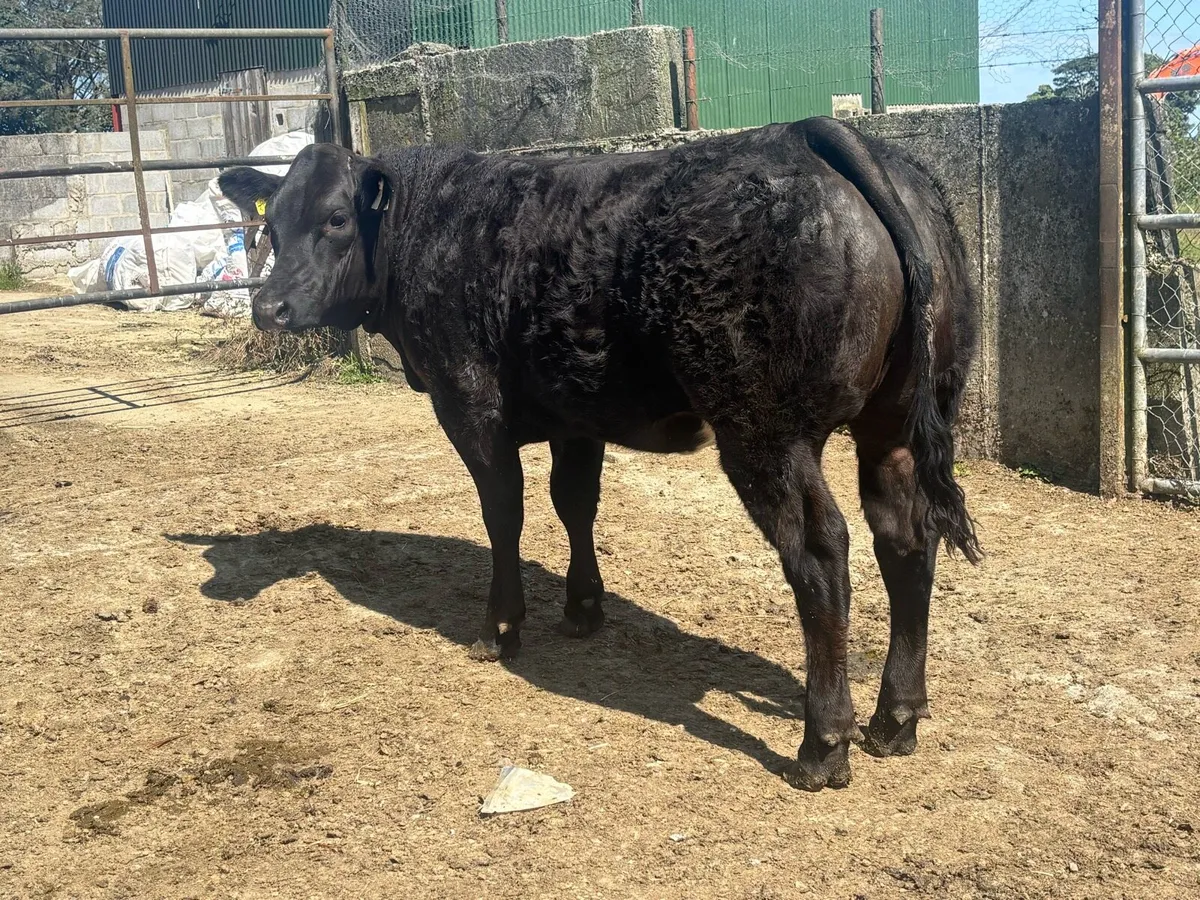 Show/Breeding Heifers - Image 4
