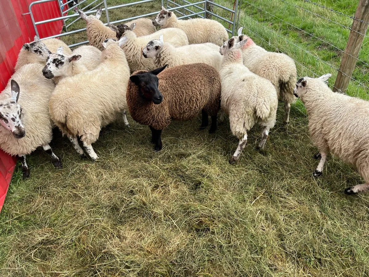 12 Full symbol Organic Aberfield ewe lambs - Image 2