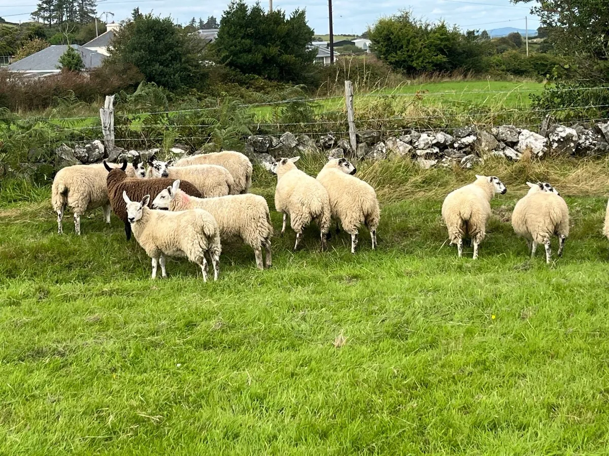 12 Full symbol Organic Aberfield ewe lambs - Image 3
